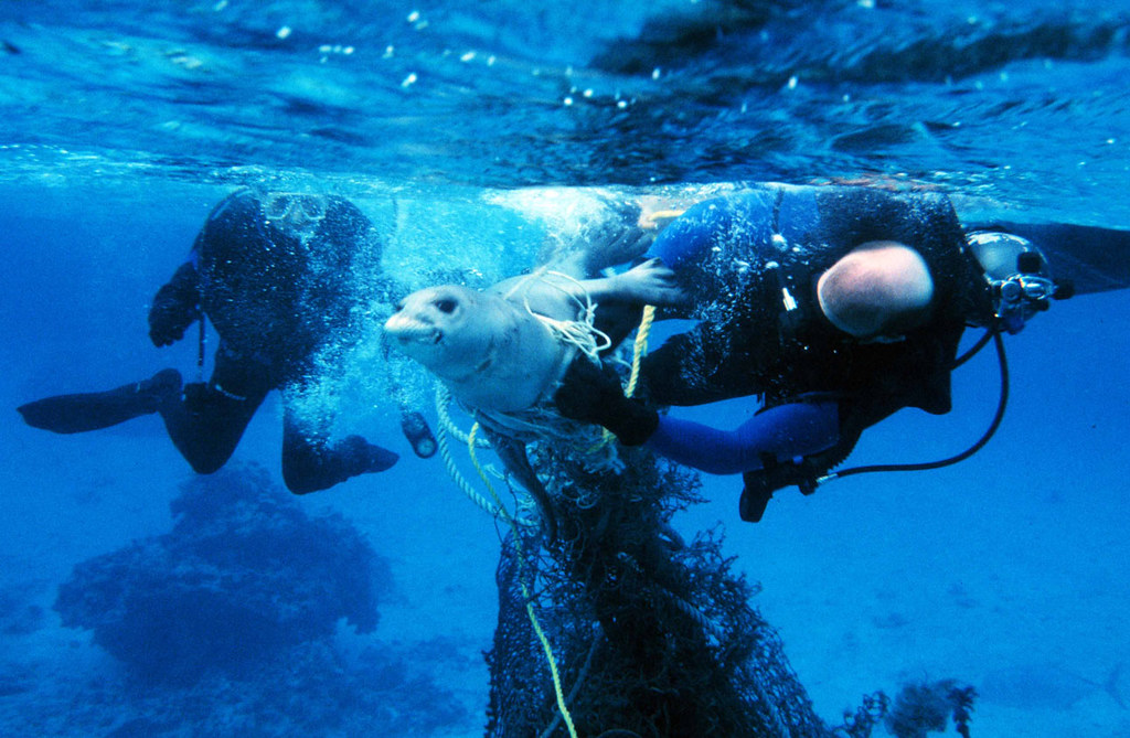 Seal entangled in fishing net, Divers release seal from mar…