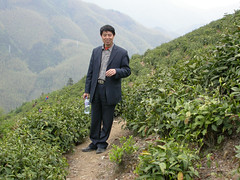 Huang Shan Mao Feng tea productor