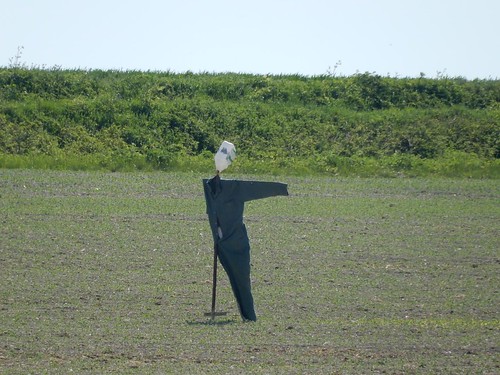 That way Baldock Circular: Minimalist scarecrow