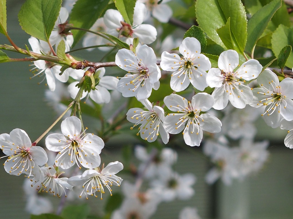 Morello cherry blossom | UnconventionalEmma | Flickr