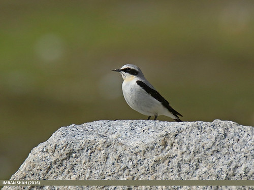 avifauna birds canon canoneos7dmarkii category chapursan fauna feathers geotagged gilgitbaltistan gojal imranshah location northernwheatearoenantheoenanthe pakistan species tags tamron tamron18270mmf3563diiivcpzd tamronsp150600mmf563divcusd wildlife wings gilgit2 oenantheoenanthe 05birds