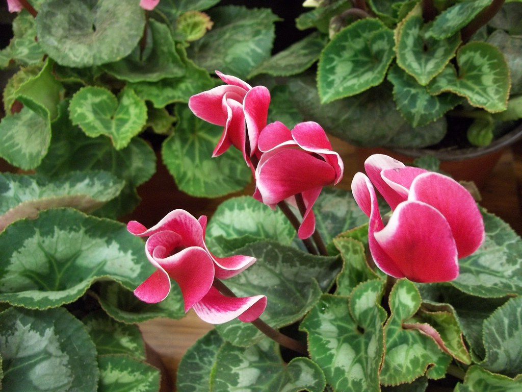 Violeta de persia | Cyclamen persicum - Violeta persa Una be… | Flickr