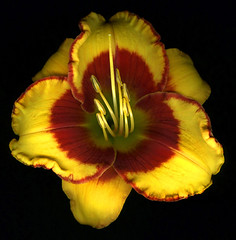 Daylily - Trimmer