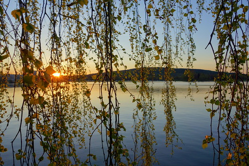 lake tree water leaves landscape leaf spring sweden outdoor branches curtain hills serene birch dalarna birchtree