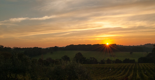 morning sun sunrise star vineyard nikon mornington peninsula