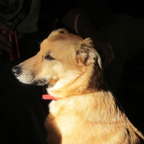 Existential Dog. | by Sparty2008