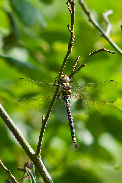 2012 Monkswood - Southern Hawker