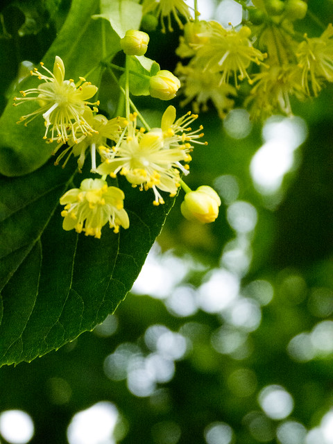 Lime flowers