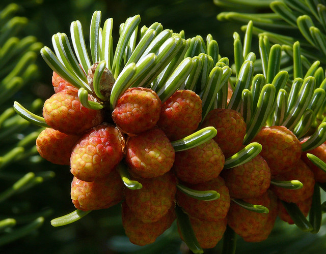 Abies nordmanniana ssp. equi-trojani #5