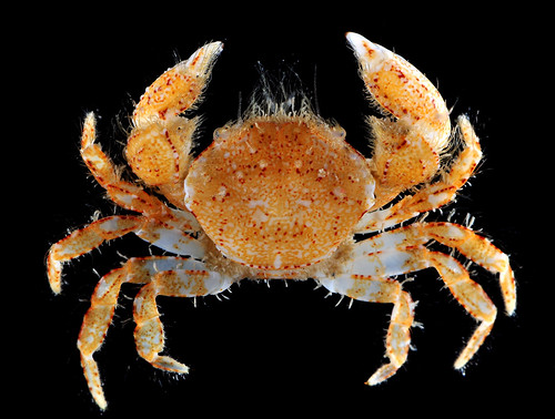 A pilumnid crab from Bali | Art | Flickr
