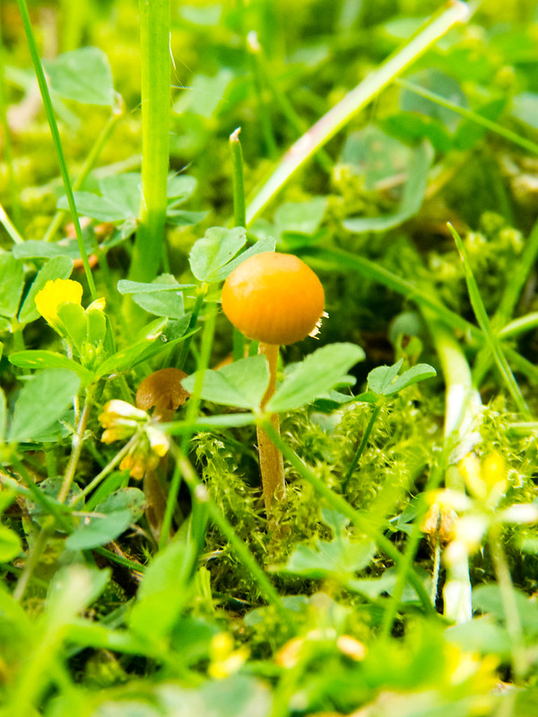 Small and slender mushroom