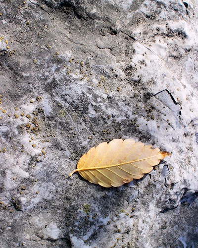 autumn macro fall texture yellow stone closeup leaf mirrorless canoneosm f81400iso800 canonefm22mmstmf2