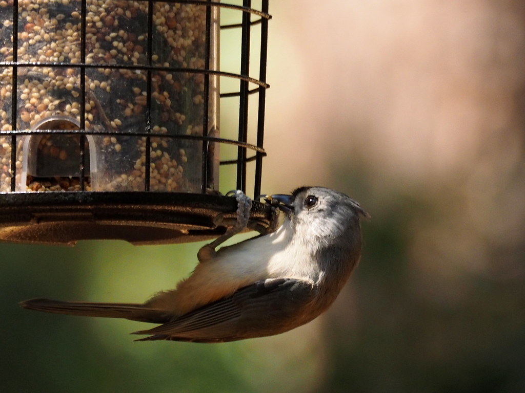 tufted titmouse | OLYMPUS DIGITAL CAMERA | carlinsc | Flickr