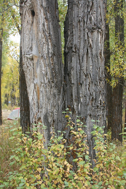 Populus angustifolia Trunks