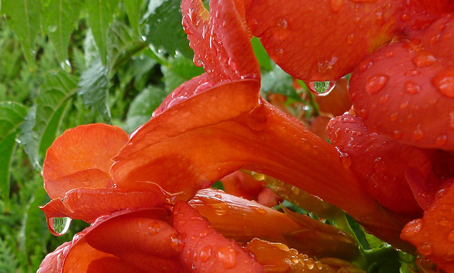 Flower - Bignone capreolata after the rain