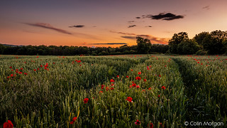 Sunset over Corbridge Poppy Field