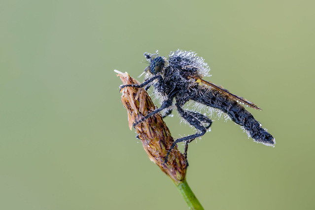 Asilidae - Robber fly