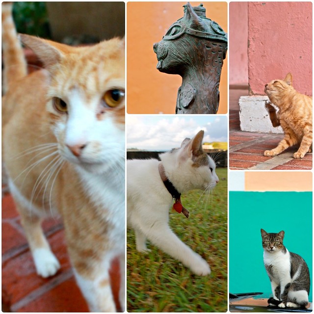 Cats of San Juan