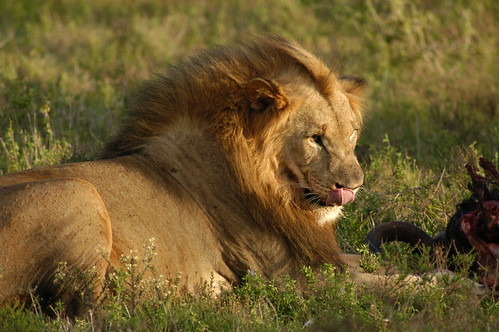 Lion