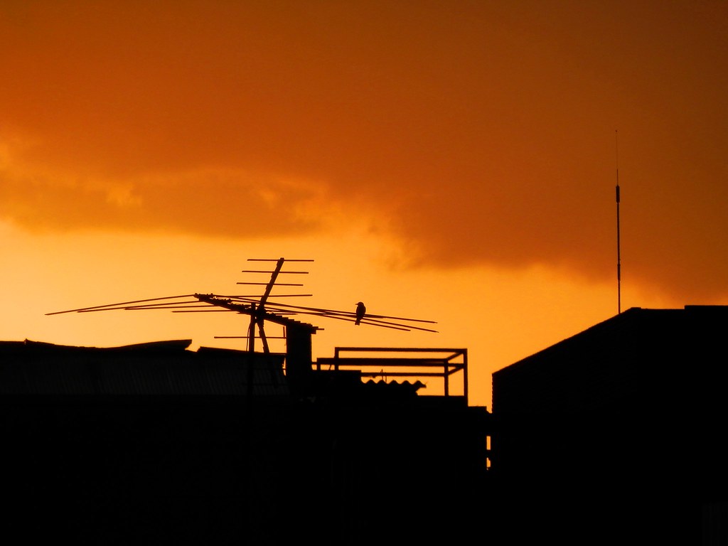 Atardecer entre antenas, pájaro incluido 1 | Rojo atardecer … | Flickr