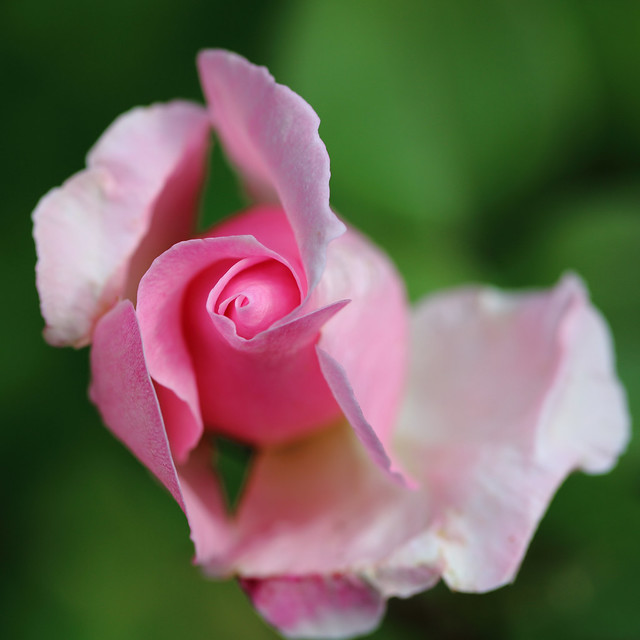 J77A1101 -- Pink rose