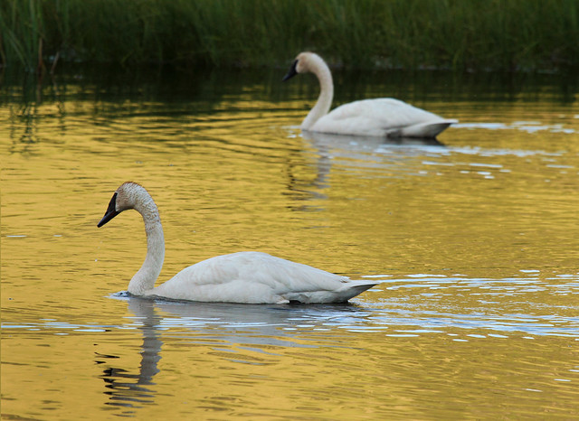 Golden Trumpeter Swans