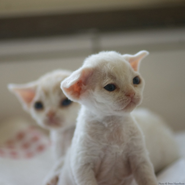 Two Devon Rex Kittens 2
