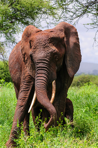 africa elephant animals tanzania manyara naturelandscape
