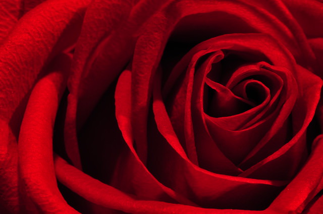 A Dark Red Rose
