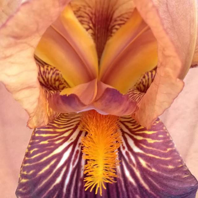 A Golden Beard On A Burgundy Iris Flower - 20131007