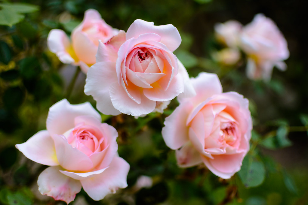 Richmond Rose Garden | Visit the Richmond Rose Garden and te… | Flickr