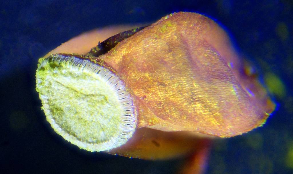 Juniper Haircap Moss Capsule - epiphragm exposed
