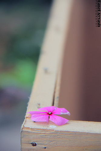 ‎[19/365] | by Basel Ayyash