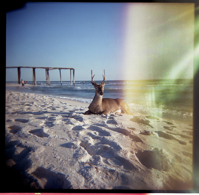 Deer at Inlet Beach (Holga)
