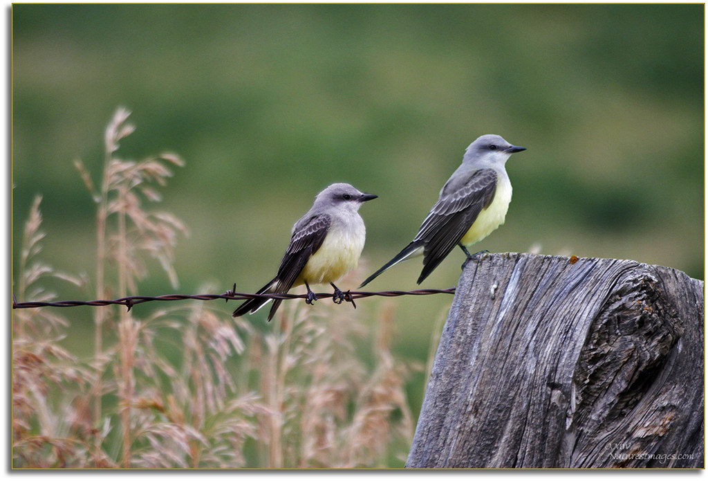 Beautiful Pair of Western Kingbirds,Gunnison,CO. by JMW Natures Images