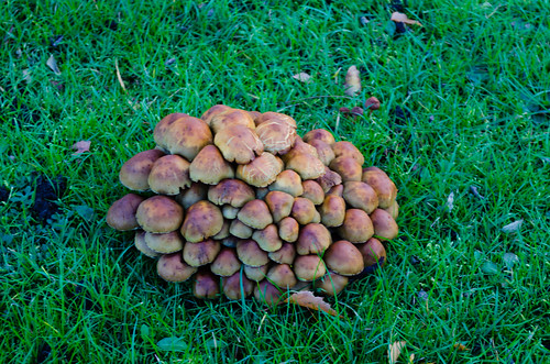 Sulfur tuft mushrooms on a lawn