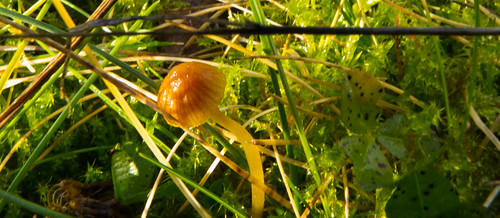 Tiny mushroom after a frosty night
