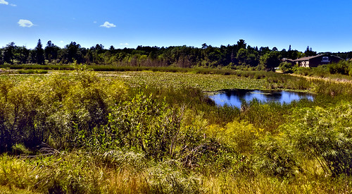 summer lake grass minnesota yellow august walker 2011 nikoncoolpixp500
