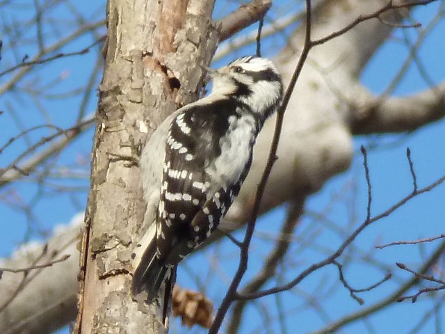 Downy Woodpecker from Humber River Trail