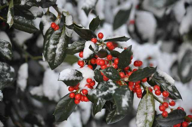 Holly Berries in the Snow
