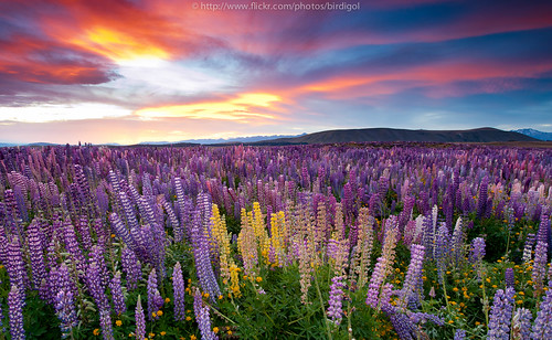 park sunset red newzealand summer sky orange sun sunlight lake plant flower color green nature beauty field grass yellow horizontal sunrise landscape outdoors freedom countryside spring moody russell view farm vibrant background space scenic meadow vivid sunny nobody lilac flare lea bloom rays lit vanishing sunbeam tranquil lupin lupins freshness foreground tekapo blooming nonurban russellupins