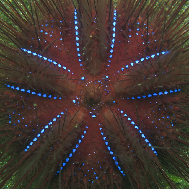 Sea urchin (Astropyga radiata)