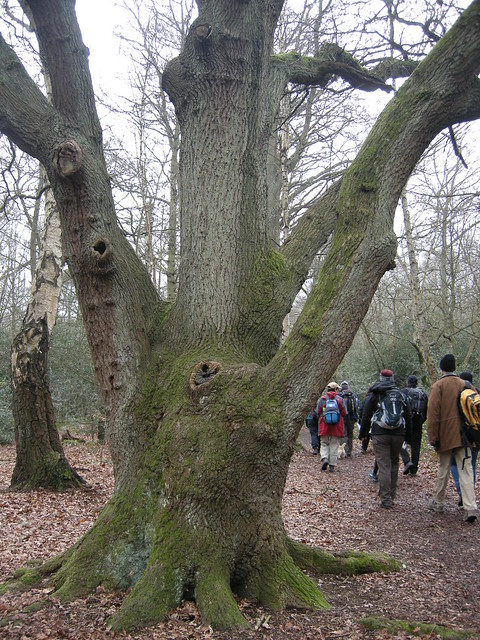 Large oaks 