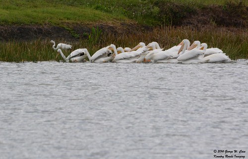 pelicans nature birds florida sigma case parrish whitepelicans manateecounty kingsfield backyardphotos d7100 kountryroadsimaging sigma150500mm nikond7100 georgecase