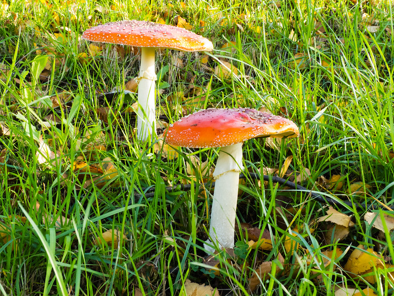 Fly agaric