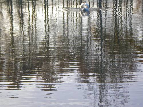 Spiegelingen . . . . Reflections | by Fijgje On/Off