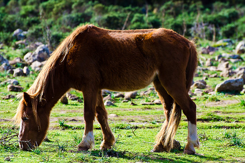 sardegna wild horse cavallo cucciolo cavallino selvaggio genoni giaradigesturi sajaramanna equuscavallusgiarae riccardodeiana