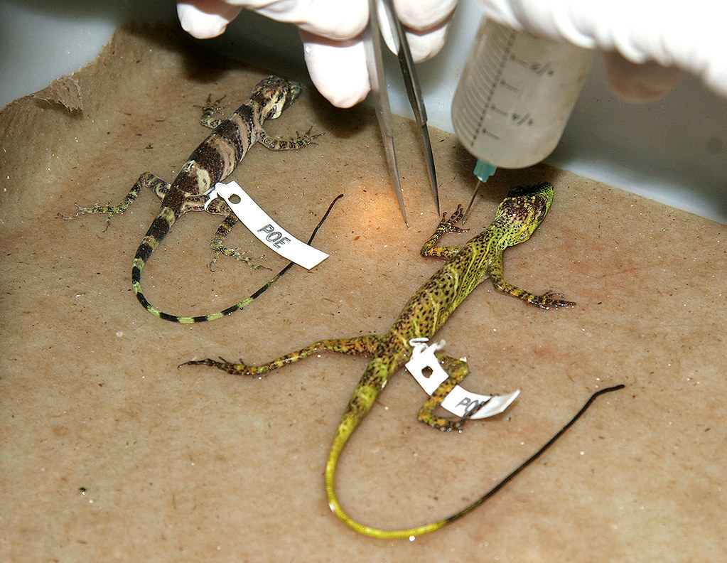 Anolis Research | Preserving anolis specimens for scientific… | Flickr