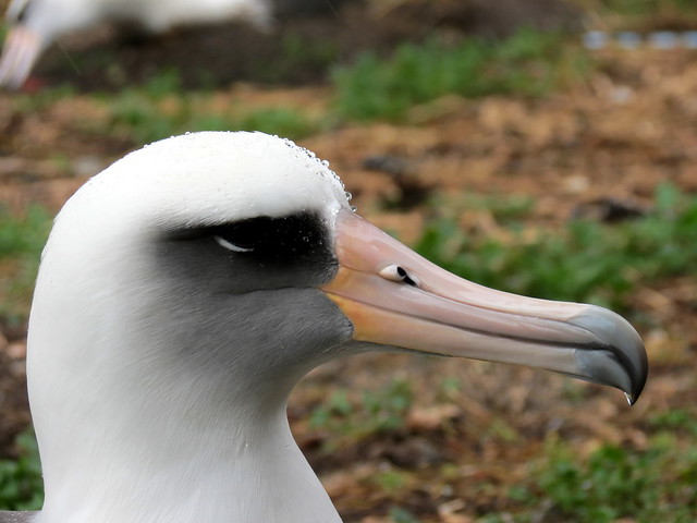 Laysan albatross - natural raincoat