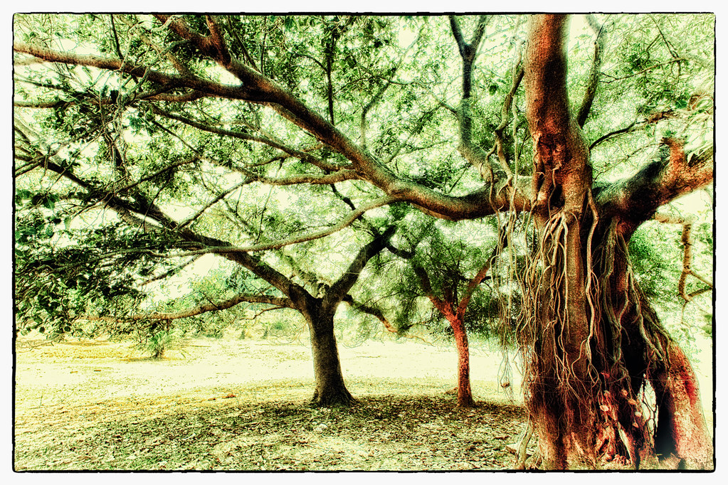Muro hoy buro gach (The old tree) | This shot is actually in… | Flickr